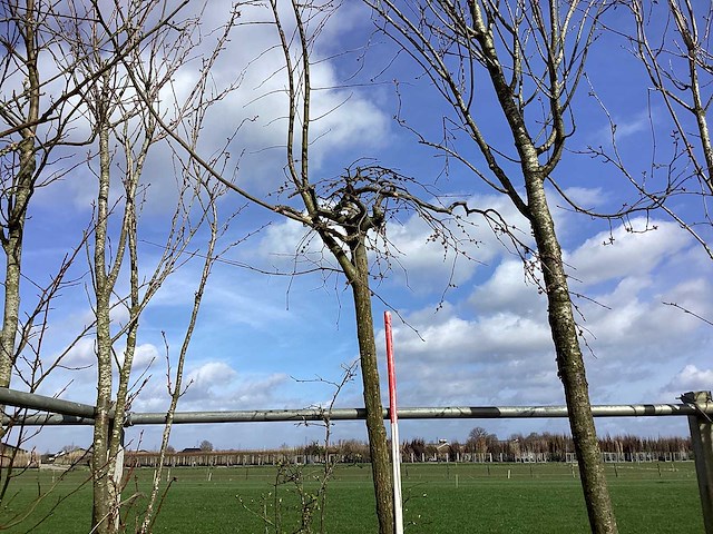 Treursierkers - vormboom - afbeelding 1 van  2