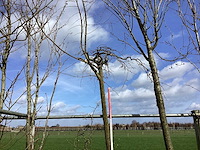 Treursierkers - vormboom - afbeelding 1 van  2