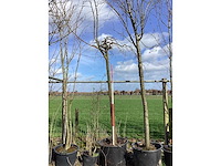 Treursierkers - vormboom - afbeelding 2 van  2