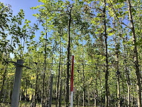 Treursierpeer - vormboom - afbeelding 1 van  3