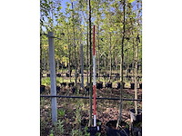 Treursierpeer - vormboom - afbeelding 3 van  3