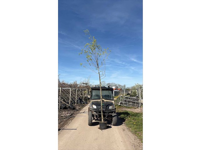 Treurwilg - laanbomen (10x) - afbeelding 2 van  2