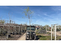 Treurwilg - laanboom (5x) - afbeelding 1 van  2