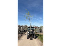 Treurwilg - laanboom (5x) - afbeelding 2 van  2