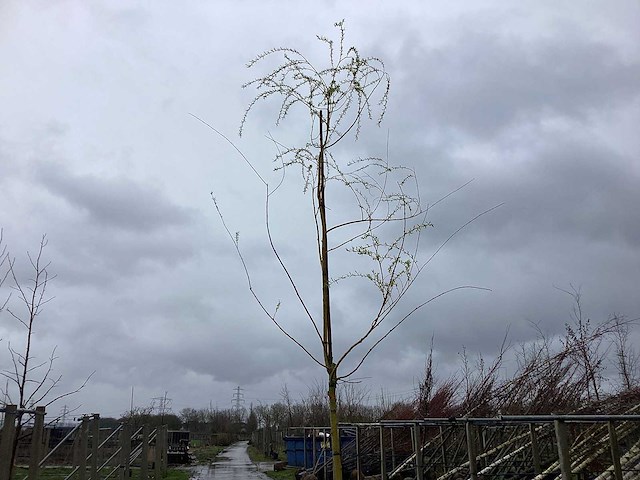 Treurwilg - parkboom (5x) - afbeelding 1 van  2