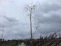 Treurwilg - parkboom (5x) - afbeelding 1 van  2