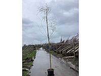 Treurwilg - parkboom (5x) - afbeelding 2 van  2