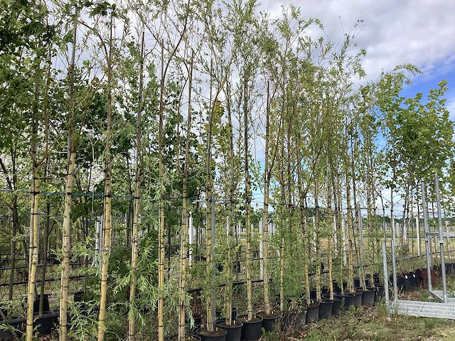 Treurwilg - sierboom - afbeelding 1 van  2