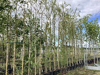 Treurwilg - sierboom - afbeelding 1 van  2