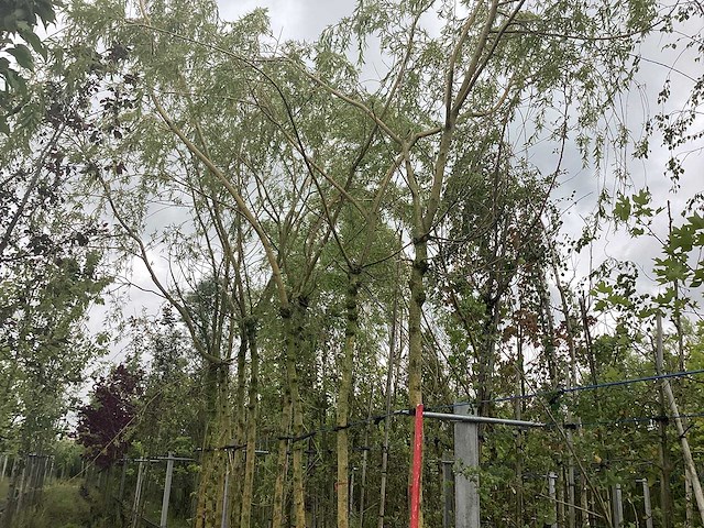 Treurwilg - treurboom - afbeelding 1 van  2