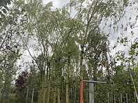 Treurwilg - treurboom - afbeelding 1 van  2