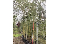Treurwilg - treurboom - afbeelding 2 van  2