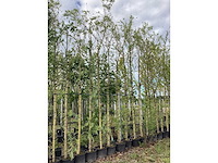 Treurwilg - vormboom (2x) - afbeelding 2 van  2