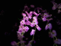 Treurwilg kunstboom - afbeelding 17 van  21