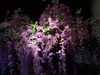 Treurwilg kunstboom - afbeelding 15 van  21