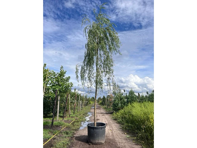 Treurwilg, salix 'chrysocoma', hoogstam, ca. 5-6 m hoog - afbeelding 1 van  1