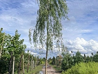 Treurwilg, salix 'chrysocoma', hoogstam, ca. 5-6 m hoog