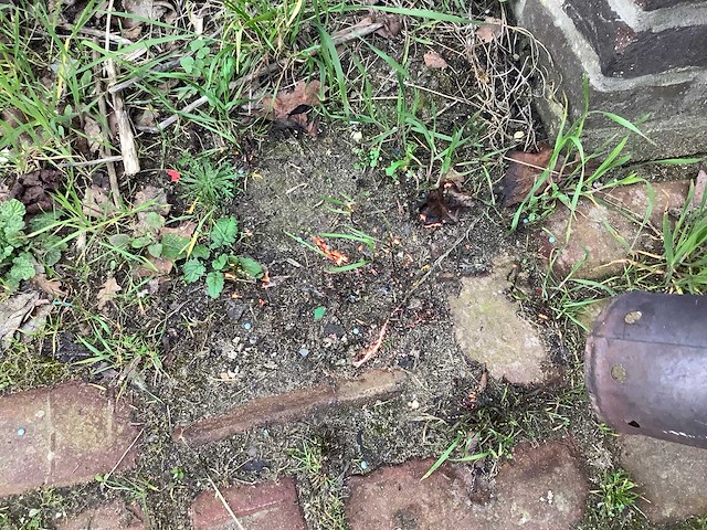 Trolly pack onkruidbrander - afbeelding 2 van  3