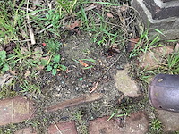 Trolly pack onkruidbrander - afbeelding 2 van  3