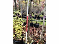 Trompetboom - laanboom - afbeelding 2 van  2