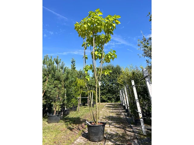Trompetboom, catalpa bignoniodes, meerstammig, ca. 250-300 cm hoog - afbeelding 1 van  1