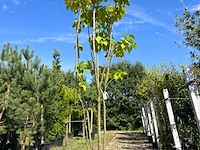 Trompetboom, catalpa bignoniodes, meerstammig, ca. 250-300 cm hoog