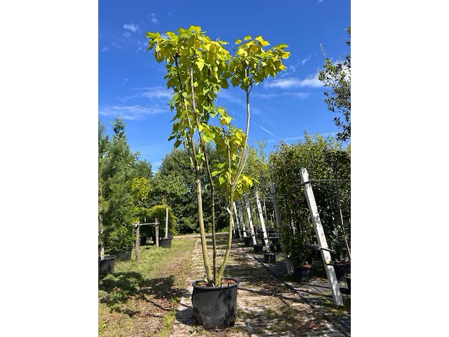 Trompetboom, catalpa bignoniodes, meerstammig, ca. 250-300 cm hoog - afbeelding 1 van  1