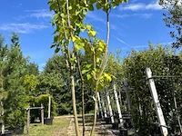 Trompetboom, catalpa bignoniodes, meerstammig, ca. 250-300 cm hoog