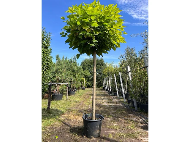 Trompetboom, catalpa 'nana', bolboom, ca. 180 cm stamhoogte - afbeelding 1 van  1