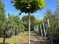 Trompetboom, catalpa 'nana', bolboom, ca. 180 cm stamhoogte