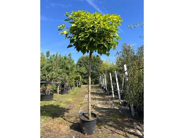 Trompetboom, catalpa 'nana', bolboom, ca. 200 cm stamhoogte - afbeelding 1 van  1