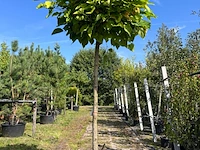 Trompetboom, catalpa 'nana', bolboom, ca. 200 cm stamhoogte