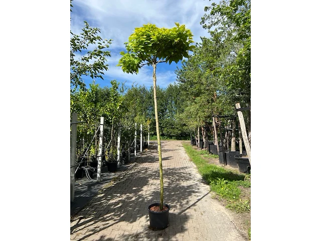 Trompetboom, catalpa 'nana', bolboom, ca. 240 cm stamhoogte - afbeelding 1 van  1
