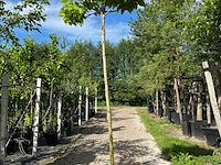 Trompetboom, catalpa 'nana', bolboom, ca. 240 cm stamhoogte