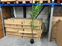 Tropaeolum kunstplanten h210cm (6x) - afbeelding 1 van  5