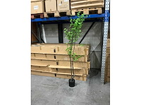 Tropaeolum kunstplanten h210cm (6x) - afbeelding 2 van  5
