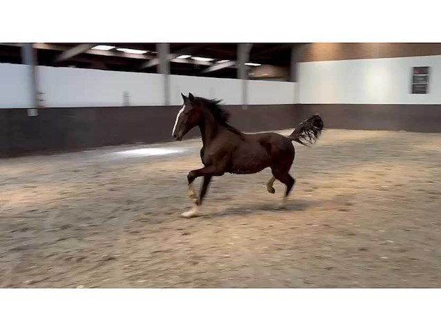 Tuiger paard/ veulen - afbeelding 1 van  2