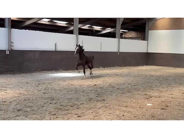 Tuiger paard/ veulen - afbeelding 2 van  2