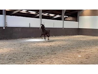 Tuiger paard/ veulen - afbeelding 2 van  2