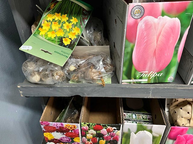 Tulpenbollen - afbeelding 2 van  11