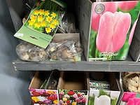 Tulpenbollen - afbeelding 2 van  11