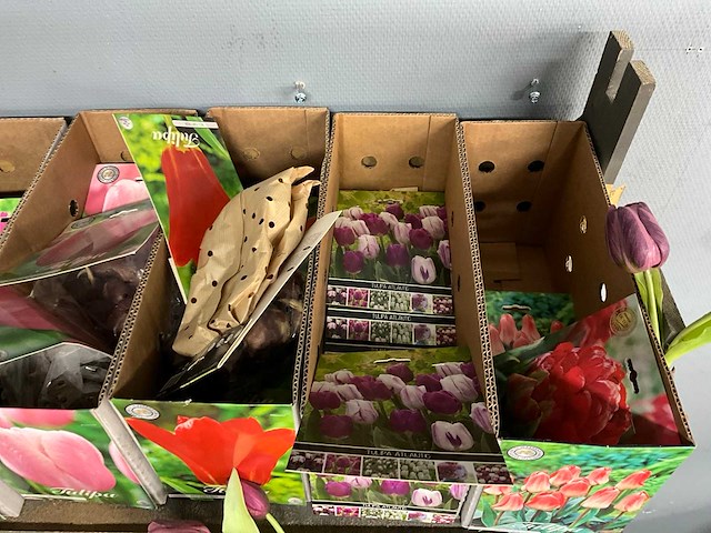 Tulpenbollen - afbeelding 4 van  11