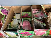 Tulpenbollen - afbeelding 5 van  11