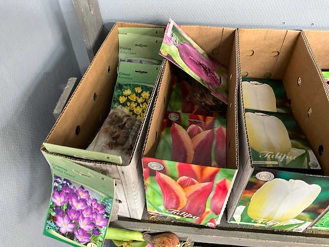 Tulpenbollen - afbeelding 6 van  11