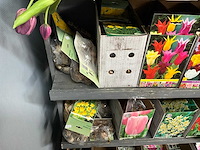 Tulpenbollen - afbeelding 7 van  11