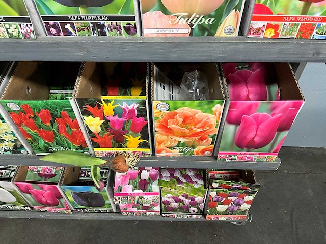 Tulpenbollen - afbeelding 8 van  11