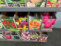 Tulpenbollen - afbeelding 8 van  11