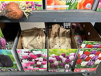 Tulpenbollen - afbeelding 9 van  11