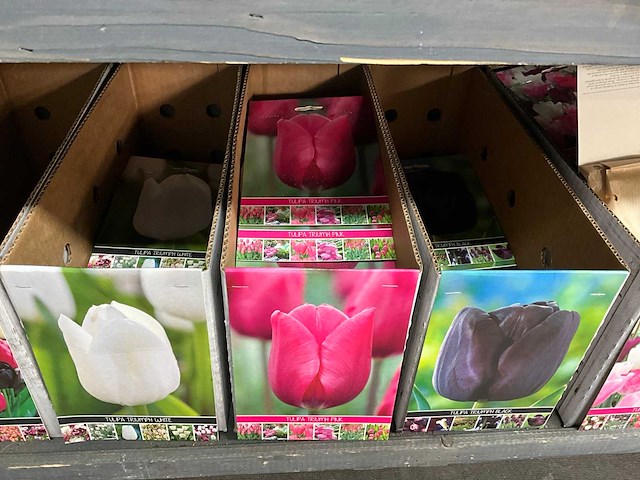 Tulpenbollen - afbeelding 10 van  11