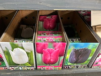 Tulpenbollen - afbeelding 10 van  11